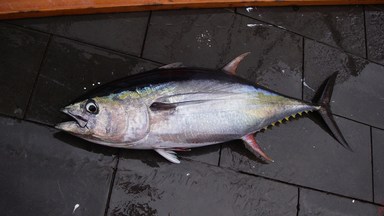マグロ